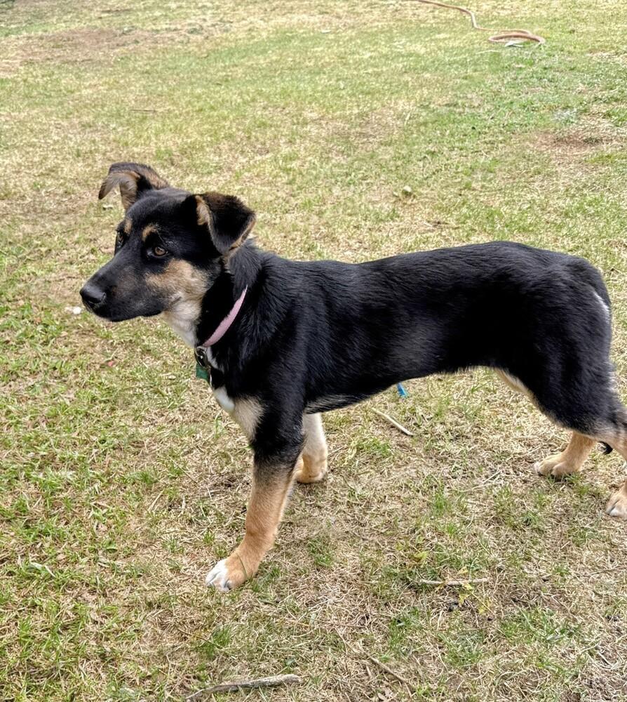 Phinney, a Adoptable mixed breed in Evergreen, CO image 5/6
