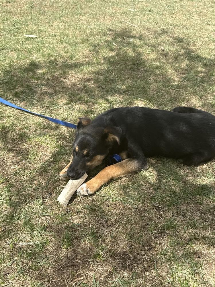 Phinney, a Adoptable mixed breed in Evergreen, CO image 6/6