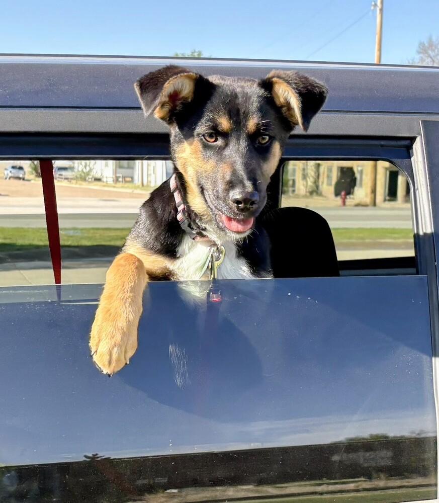 Phinney, a Adoptable mixed breed in Evergreen, CO image 3/6
