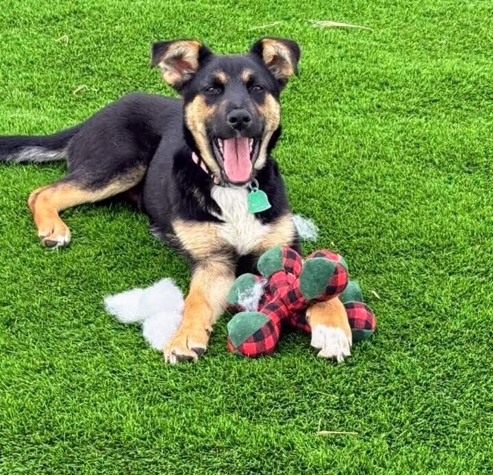 Phinney, Adoptable, Young Female Shepherd & Mixed Breed.
