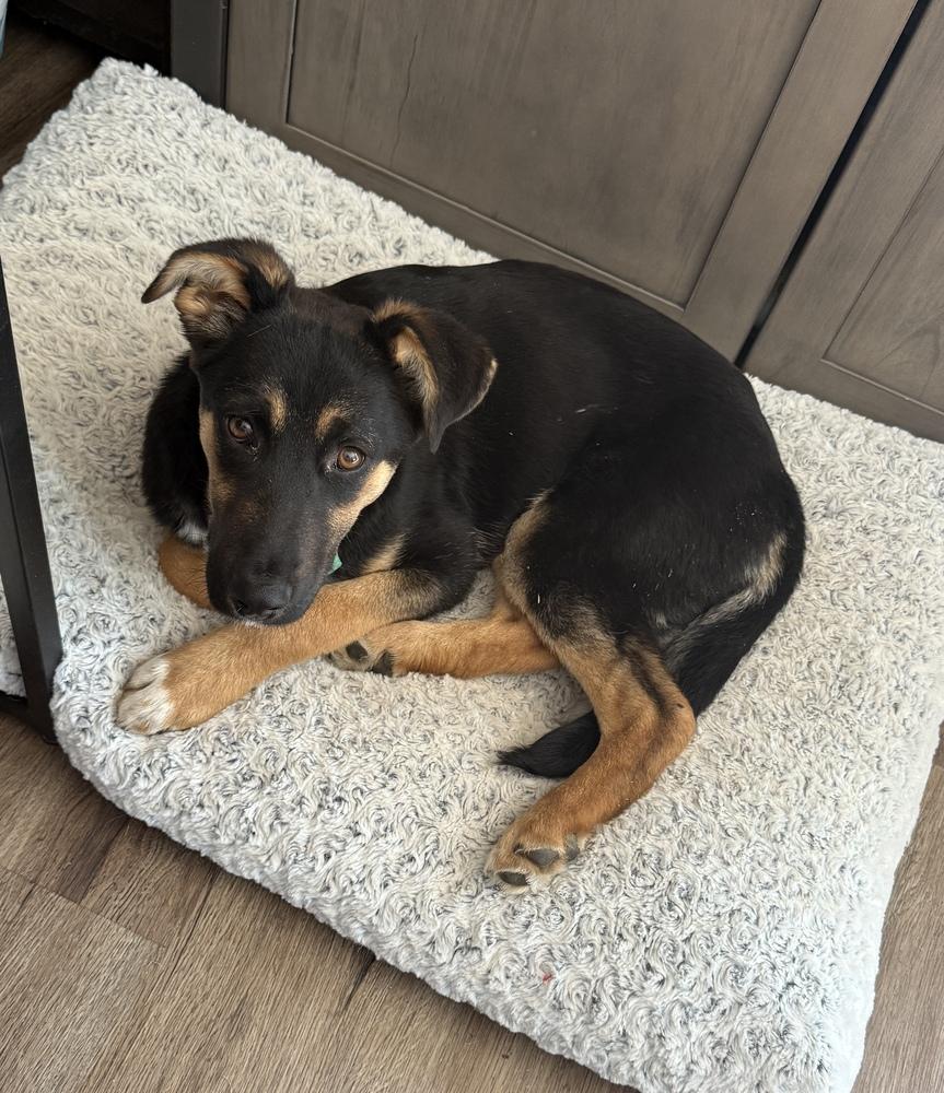 Phinney, a Adoptable mixed breed in Evergreen, CO image 2/6