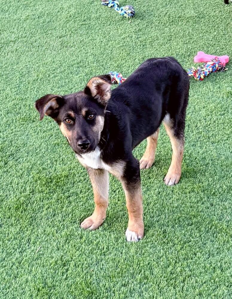 Phinney, a Adoptable mixed breed in Evergreen, CO image 4/6