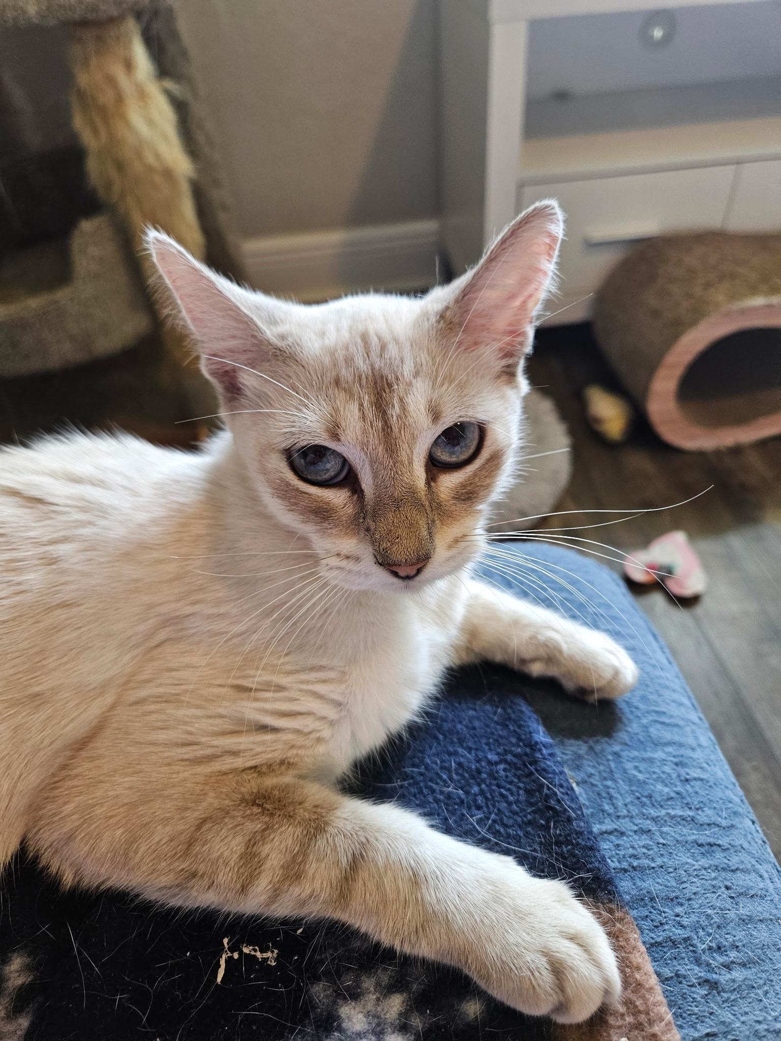 Morgan, Adoptable, Young Female Siamese & Domestic Short Hair.