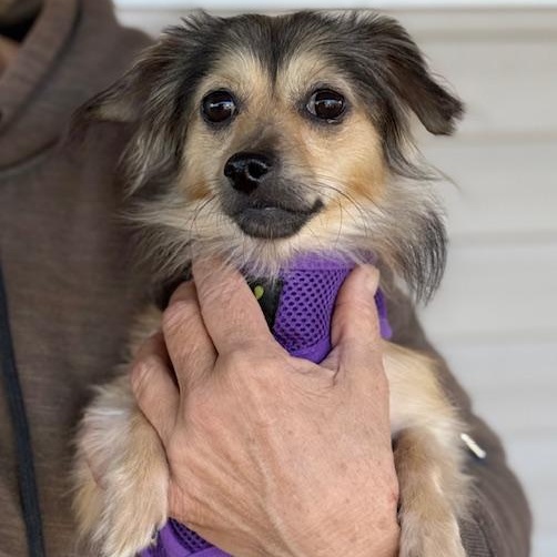 Bo & Flower, a Adoptable mixed breed in Sweetwater, TN image 4/6