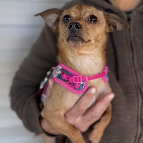 Bo & Flower, a Adoptable mixed breed in Sweetwater, TN image 5/6