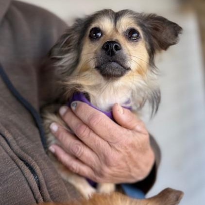 Bo & Flower, a Adoptable mixed breed in Sweetwater, TN image 6/6