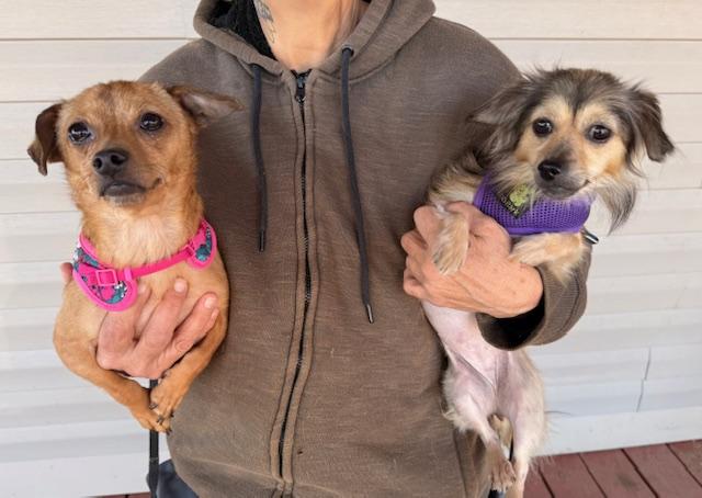 Bo & Flower, Adoptable, Adult Female Chiweenie & Chihuahua.