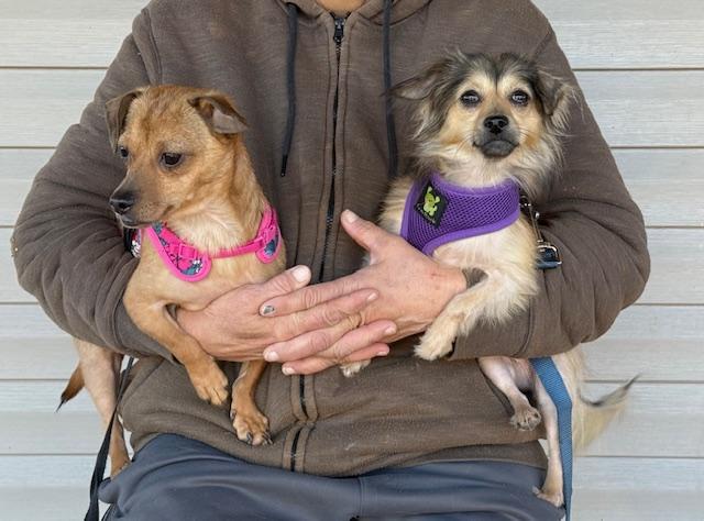 Bo & Flower, a Adoptable mixed breed in Sweetwater, TN image 2/6