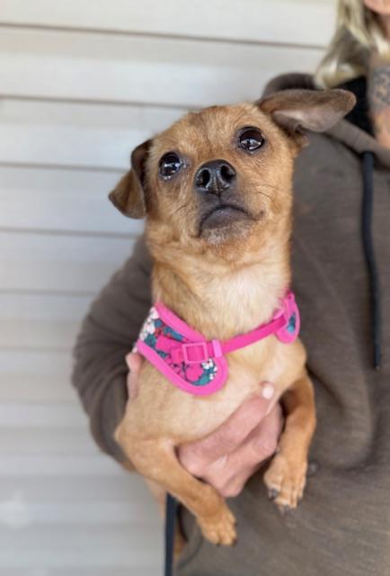 Bo & Flower, a Adoptable mixed breed in Sweetwater, TN image 3/6
