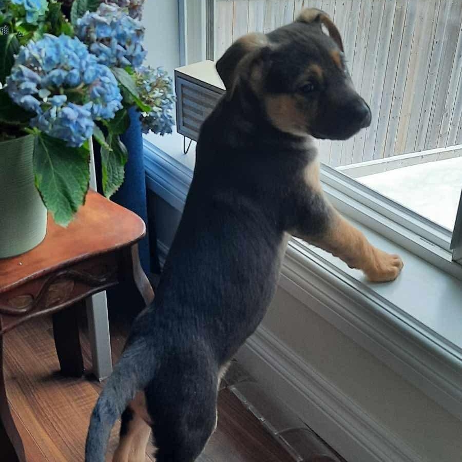 Enlarge Cadbury, an adopted mixed breed in Edmonton, AB image 4/6