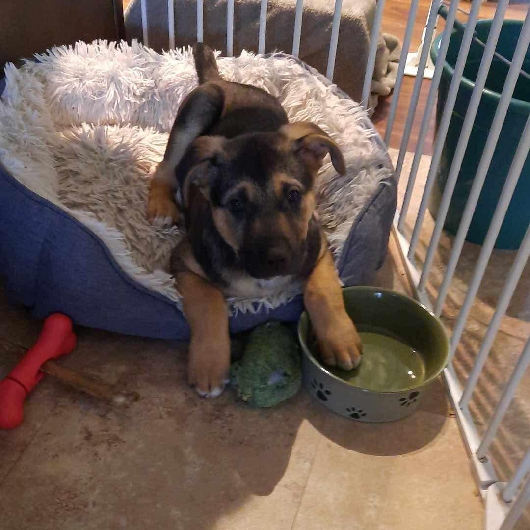 Enlarge Cadbury, an adopted mixed breed in Edmonton, AB image 6/6
