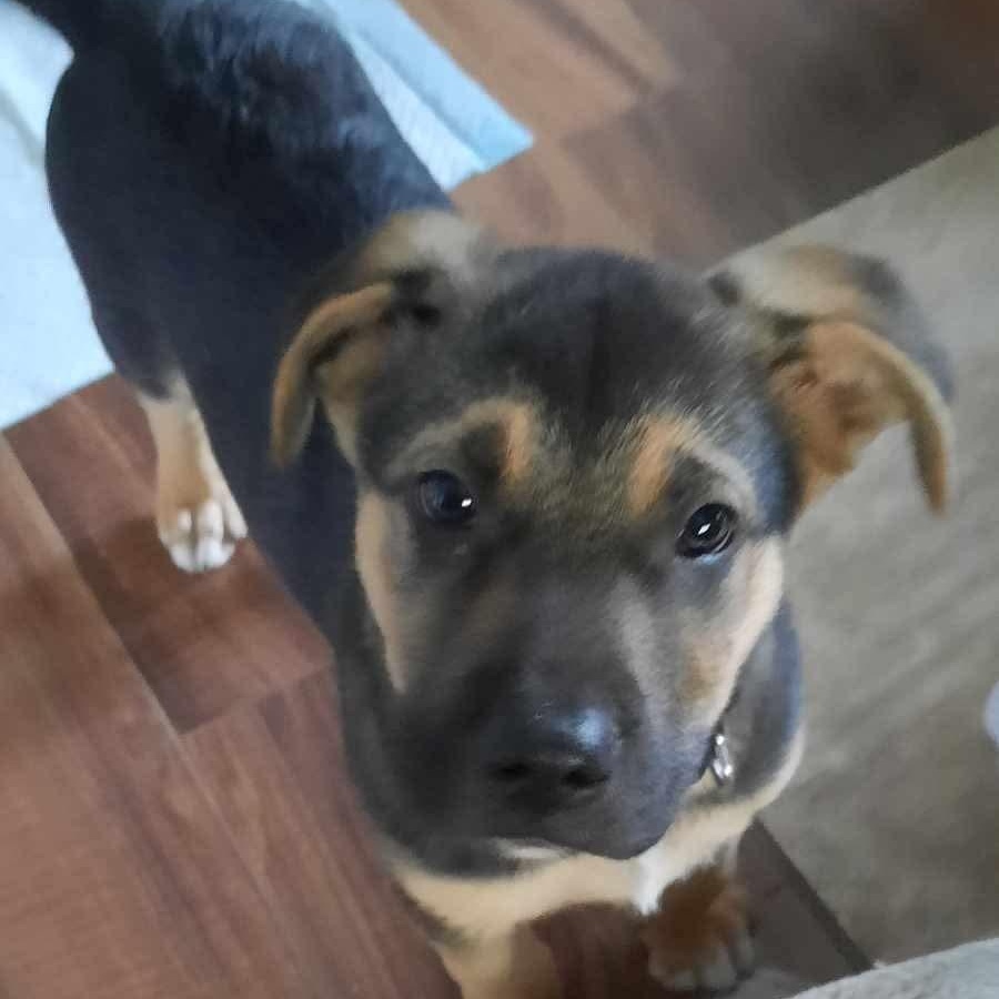 Enlarge Cadbury, an adopted mixed breed in Edmonton, AB image 5/6