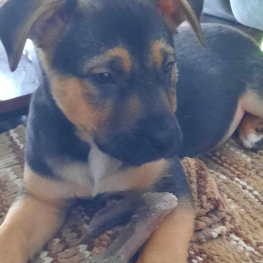 Enlarge Cadbury, an adopted mixed breed in Edmonton, AB image 3/6