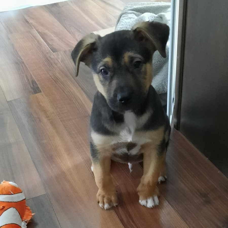 Enlarge Cadbury, an adopted mixed breed in Edmonton, AB image 2/6