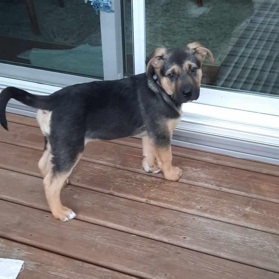 Enlarge Cadbury, an adopted mixed breed in Edmonton, AB image 1/6