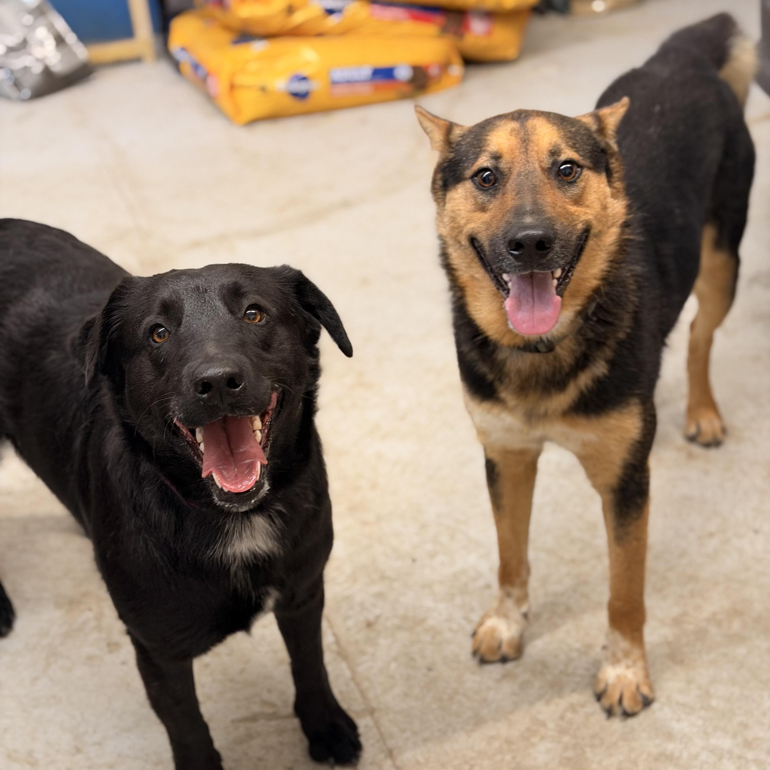 Enlarge Bandit, a ADOPTABLE mixed breed in Marfa, TX image 4/5