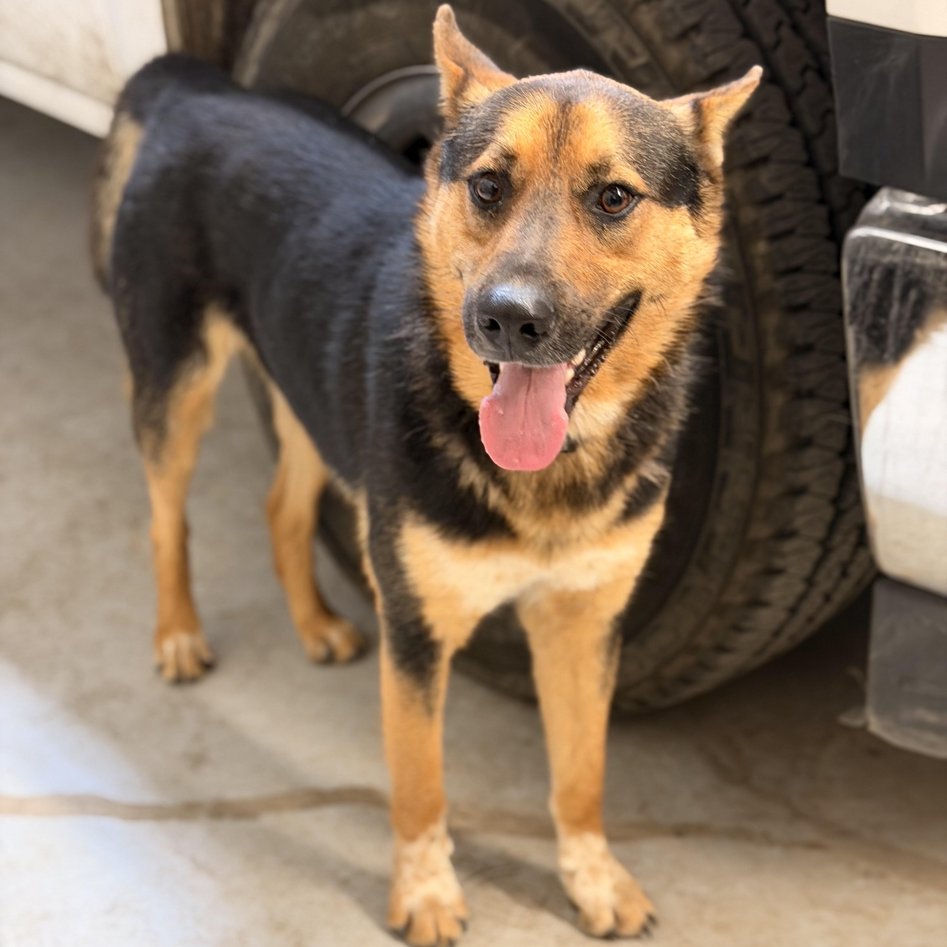 Enlarge Bandit, a ADOPTABLE mixed breed in Marfa, TX image 3/5
