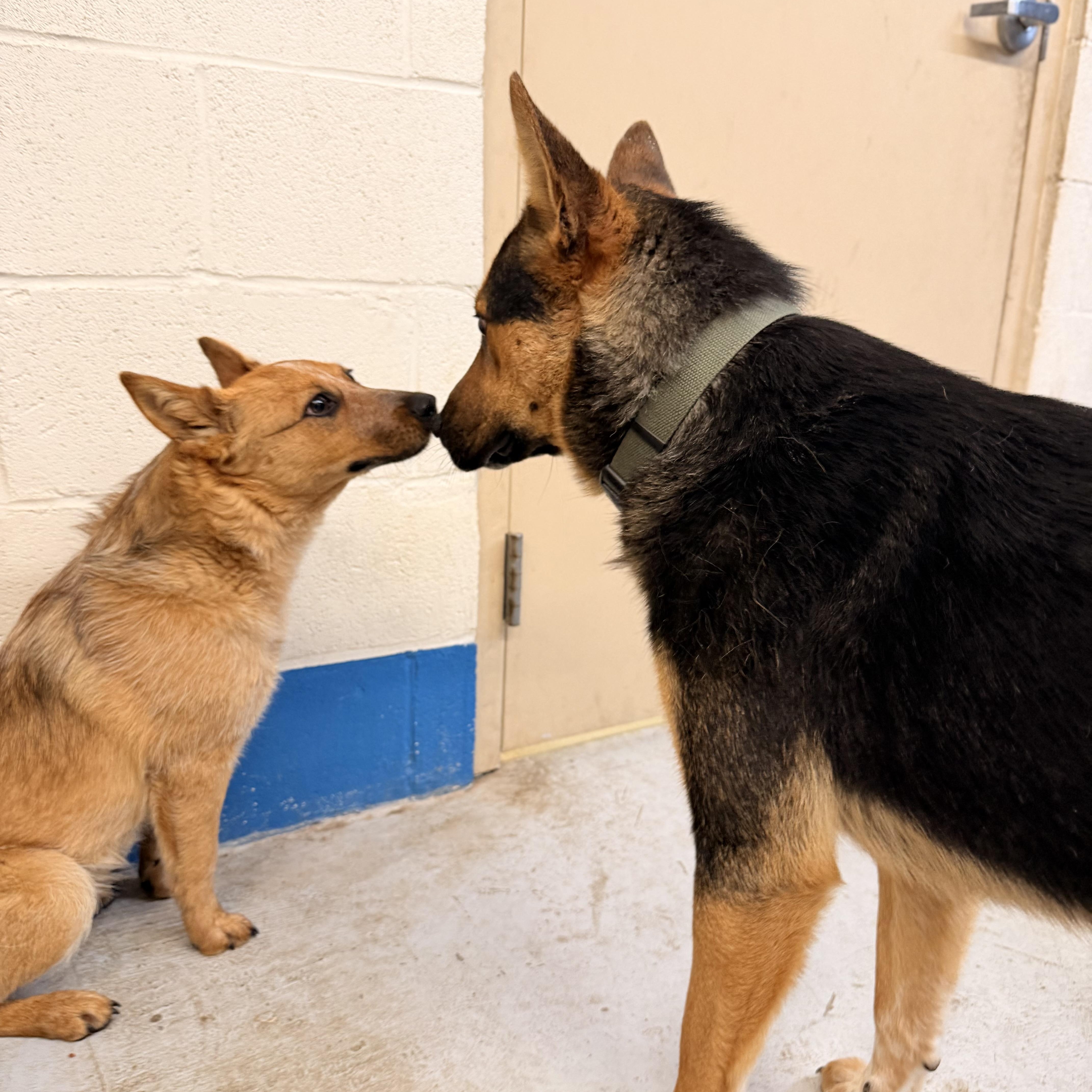 Enlarge Bandit, a ADOPTABLE mixed breed in Marfa, TX image 5/5