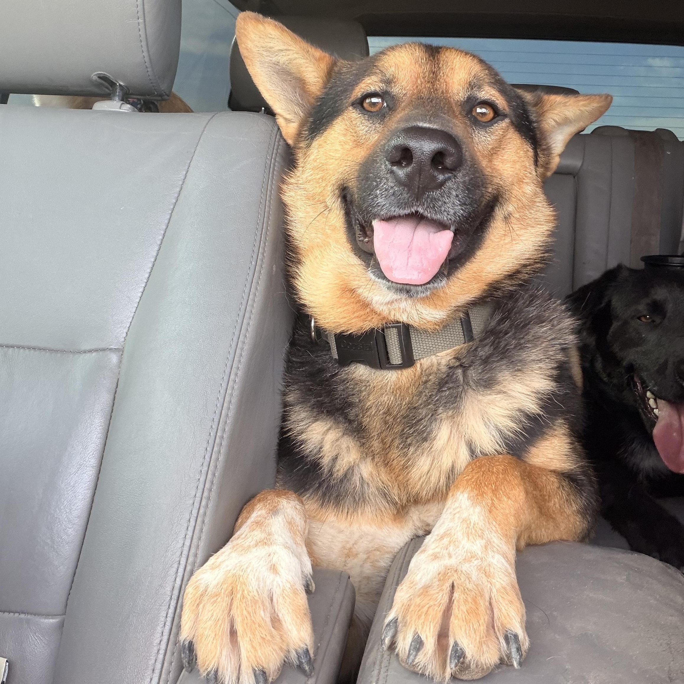 Enlarge Bandit, a ADOPTABLE mixed breed in Marfa, TX image 1/5
