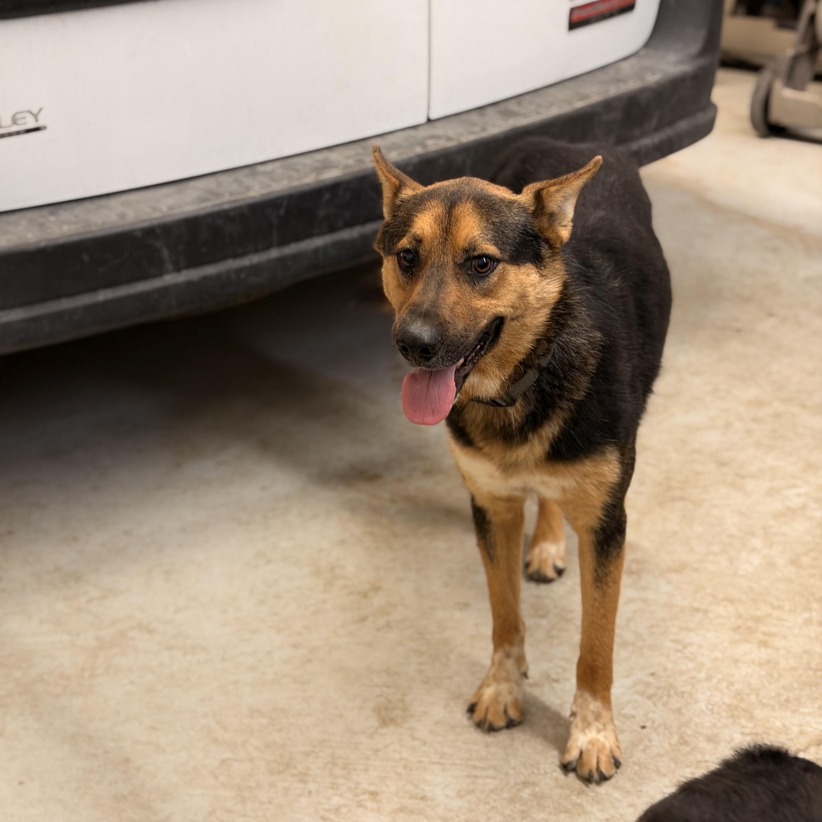 Enlarge Bandit, a ADOPTABLE mixed breed in Marfa, TX image 2/5