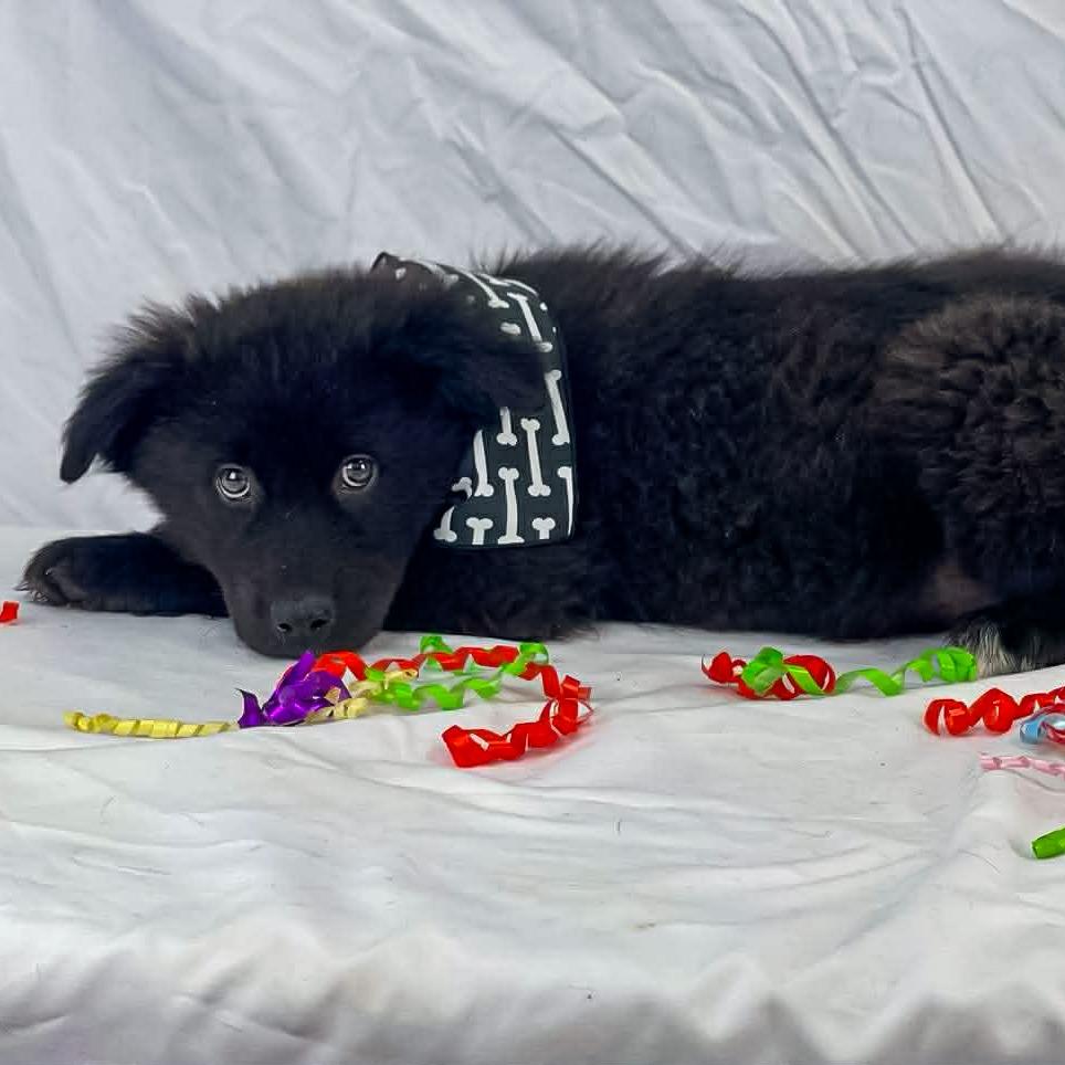 Enlarge Thomas, a Adoptable Black Mouth Cur in Lufkin, TX image 1/1