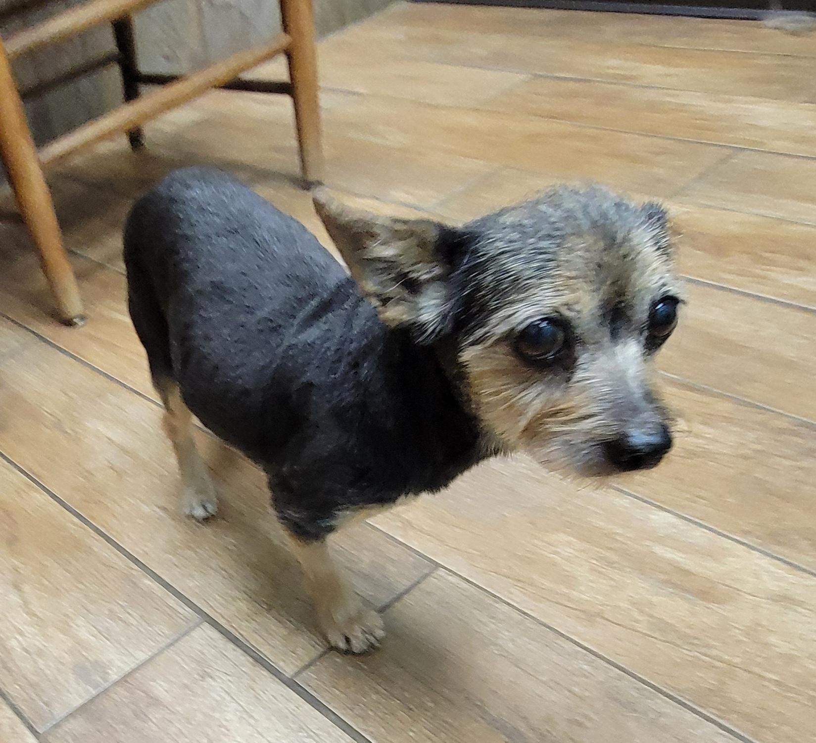 Enlarge Macie, a Adopted mixed breed in Van Alstyne, TX image 1/4