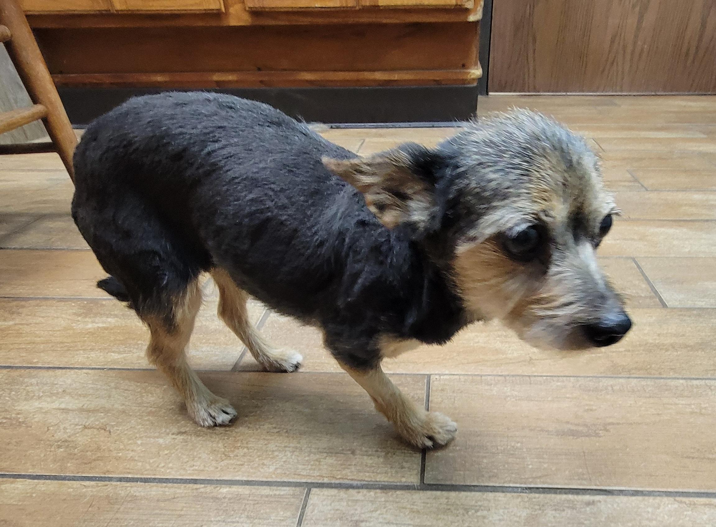 Enlarge Macie, a Adopted mixed breed in Van Alstyne, TX image 4/4
