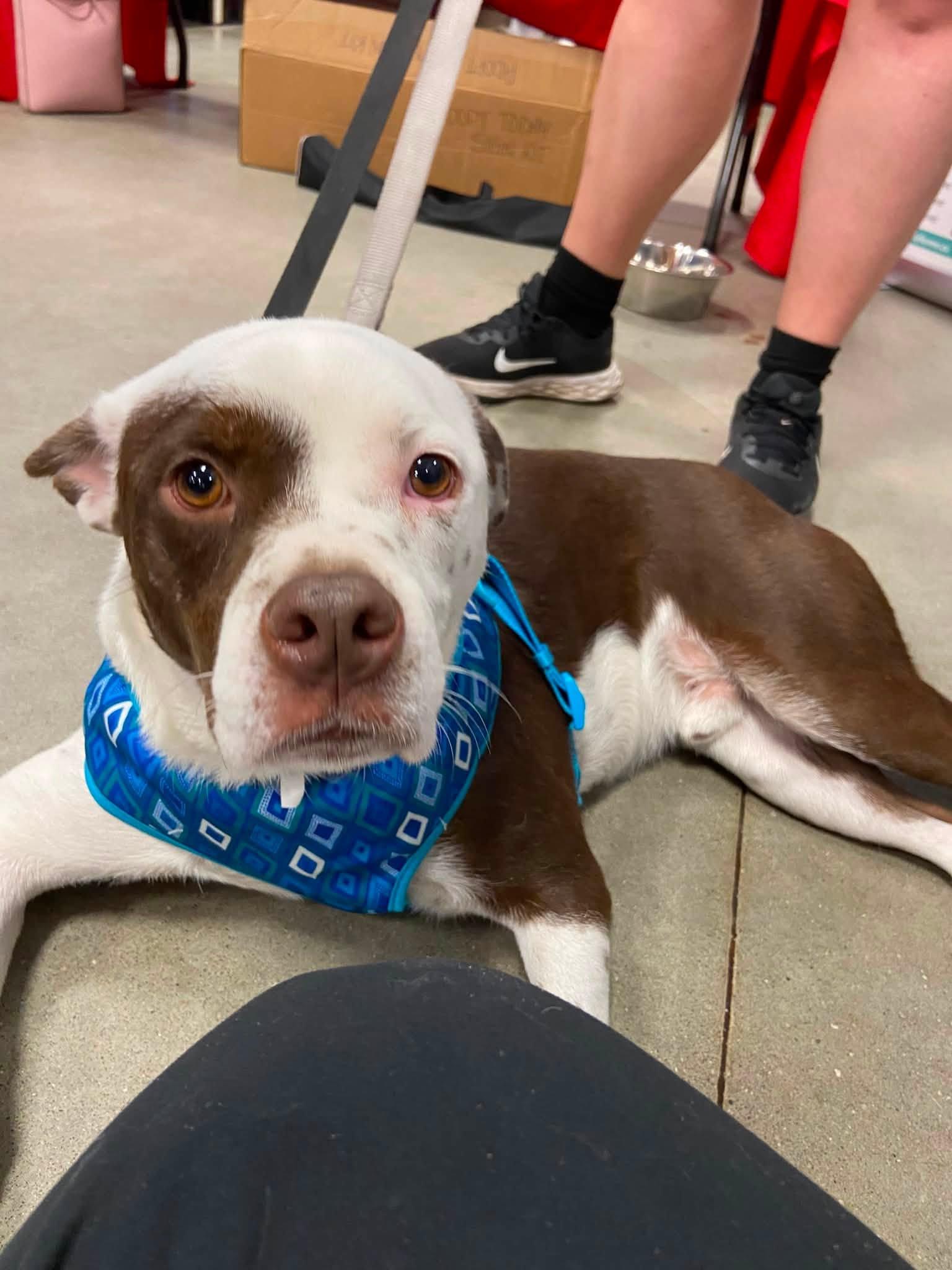 Enlarge Billy, a ADOPTABLE Mixed Breed in Woodstock, ON image 3/5