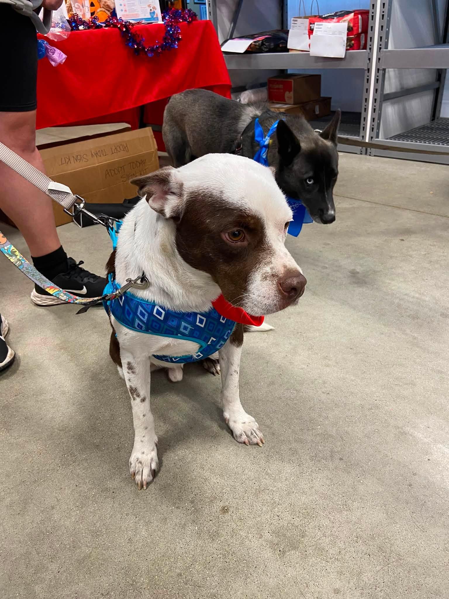 Enlarge Billy, a ADOPTABLE Mixed Breed in Woodstock, ON image 2/5