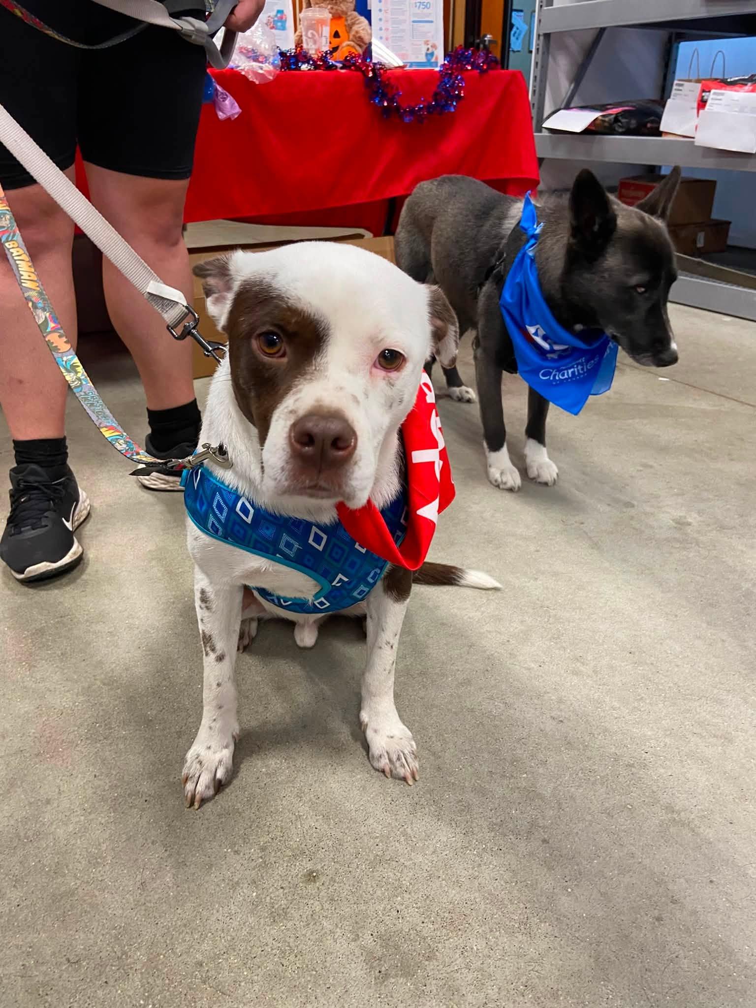 Enlarge Billy, a ADOPTABLE Mixed Breed in Woodstock, ON image 4/5