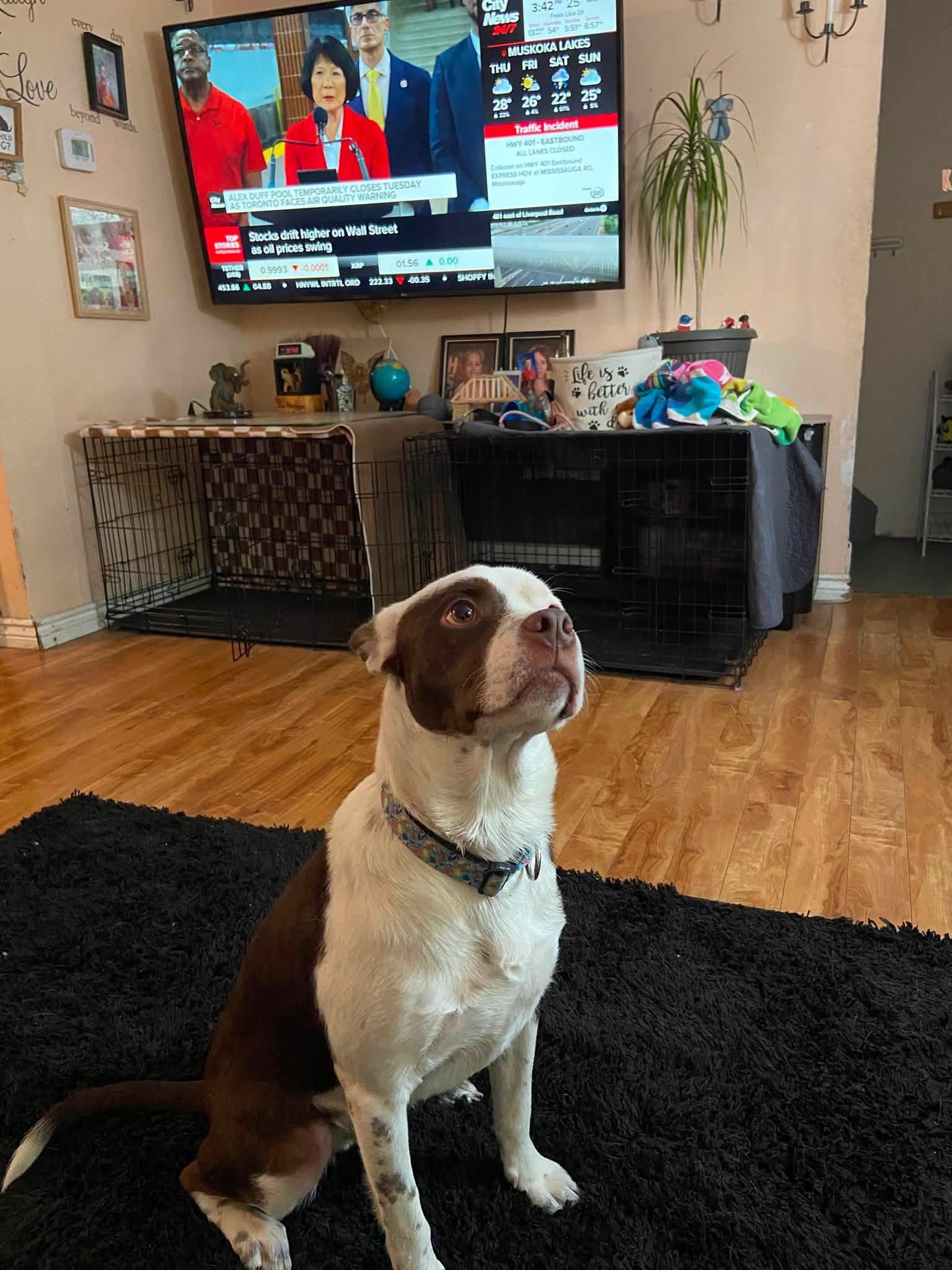Enlarge Billy, a ADOPTABLE Mixed Breed in Woodstock, ON image 5/5
