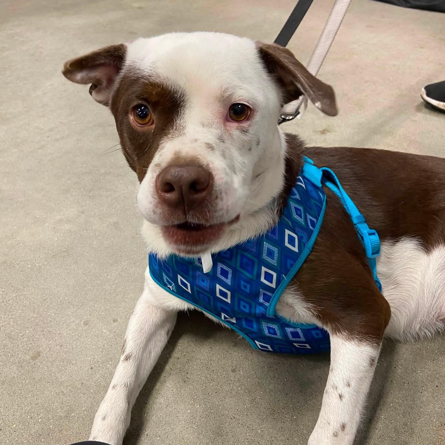 Billy, ADOPTABLE, Young Male Mixed Breed.