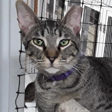 Kodo, a Adoptable mixed breed in Las Cruces, NM image 1/4