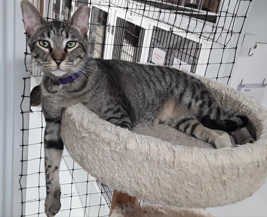 Kodo, a Adoptable mixed breed in Las Cruces, NM image 2/4