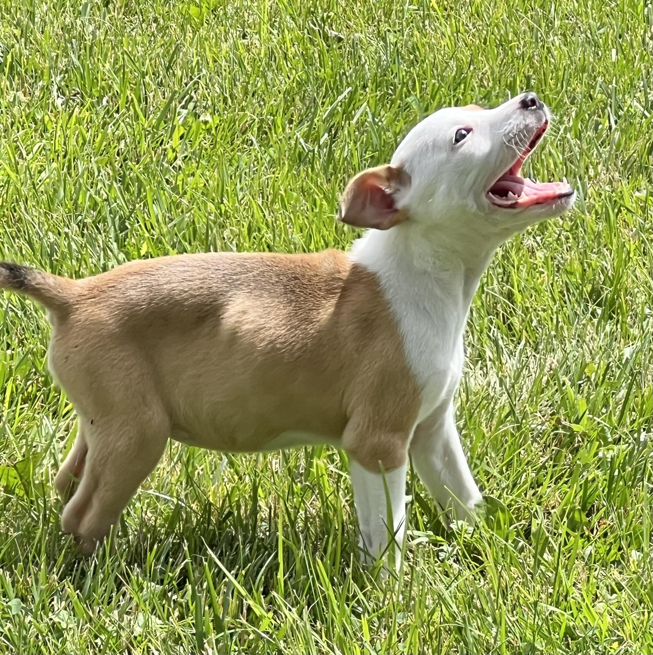 FLEUR, an adopted Hound in Belmont, NY image 3/3