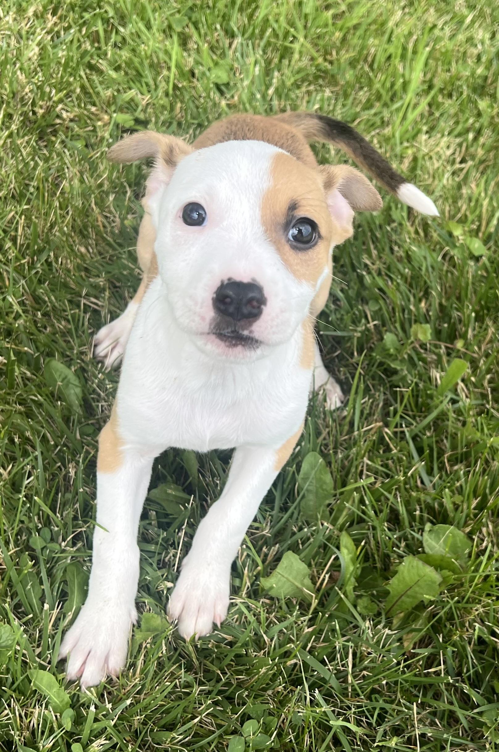 FLEUR, adopted, Puppy Female Hound.