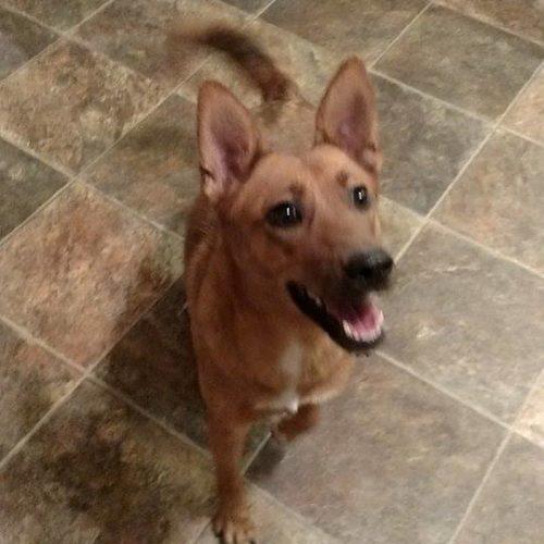 Enlarge Renegade - Socially Imperfect Resident, a Adoptable Australian Cattle Dog / Blue Heeler in Richmond, MO image 1/2