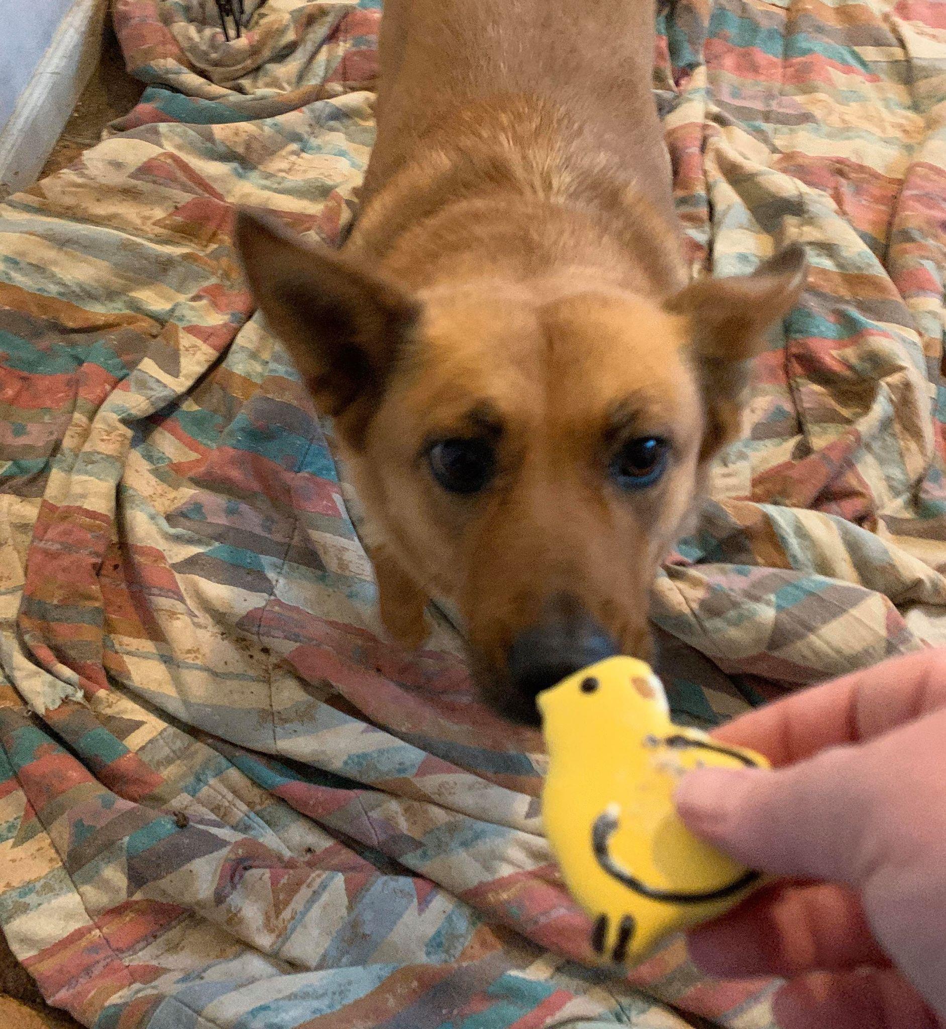 Enlarge Renegade - Socially Imperfect Resident, a Adoptable Australian Cattle Dog / Blue Heeler in Richmond, MO image 2/2