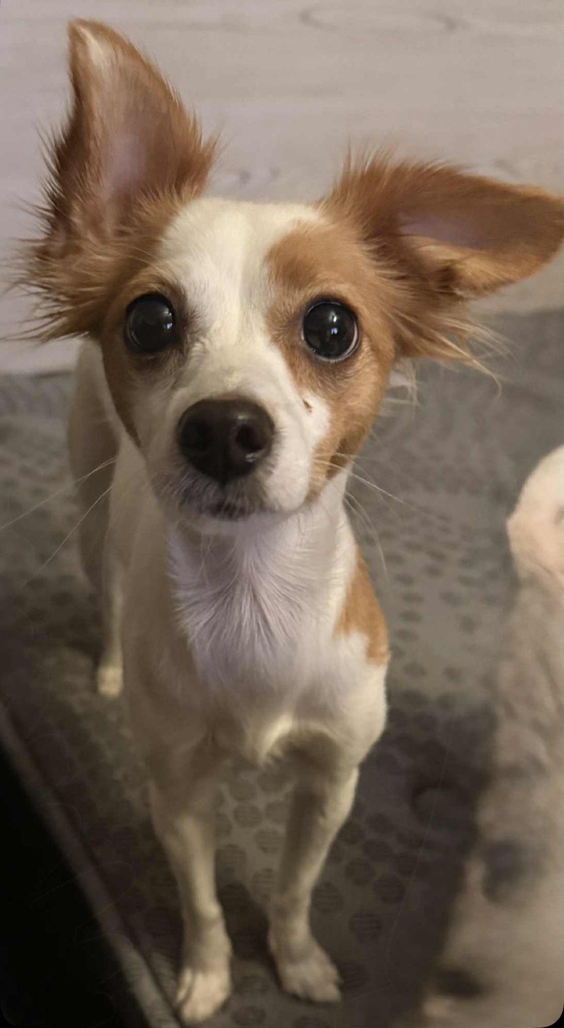 Harriet, Adoptable, Young Female Chihuahua.