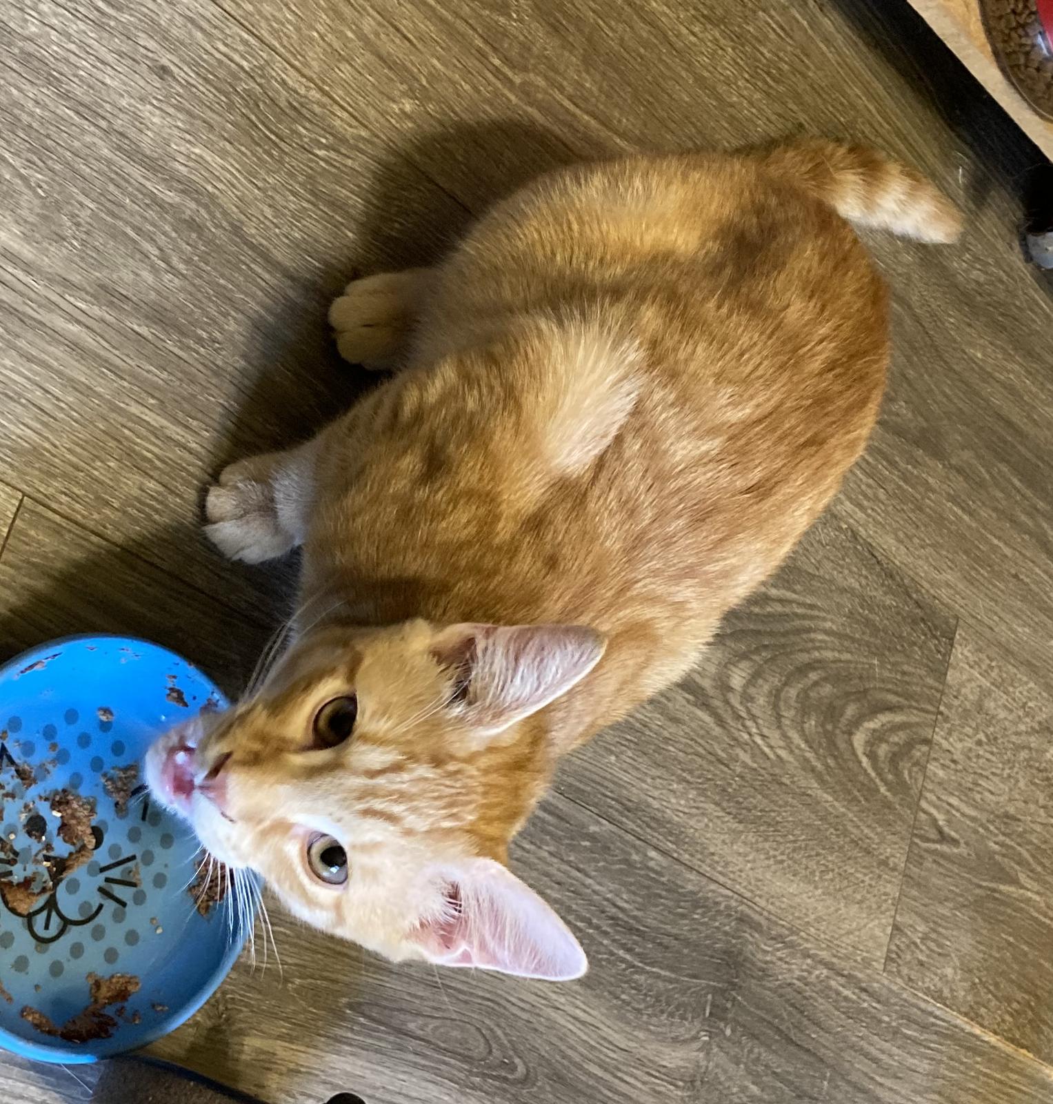 Ori, Adoptable, Young Male Domestic Short Hair.