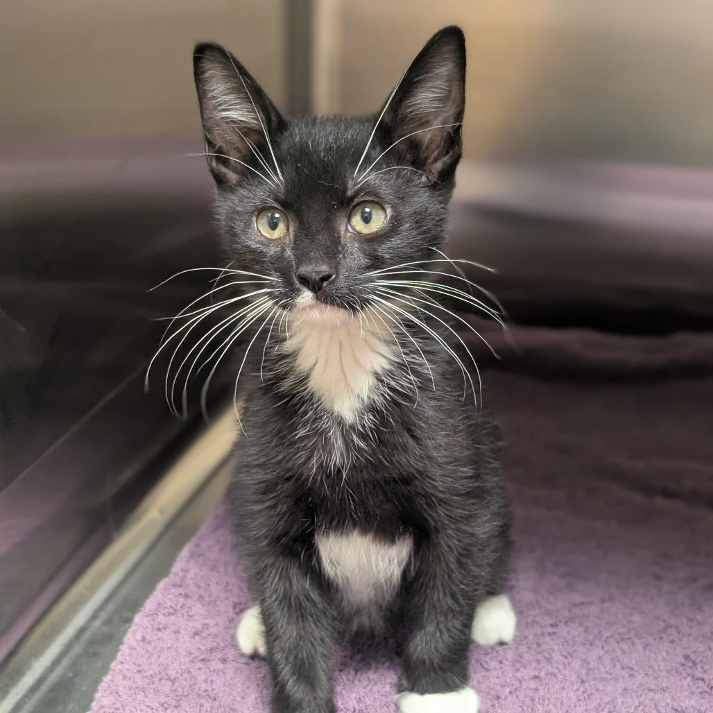 Deacon, a Adoptable Domestic Short Hair in Sonoma, CA image 1/4