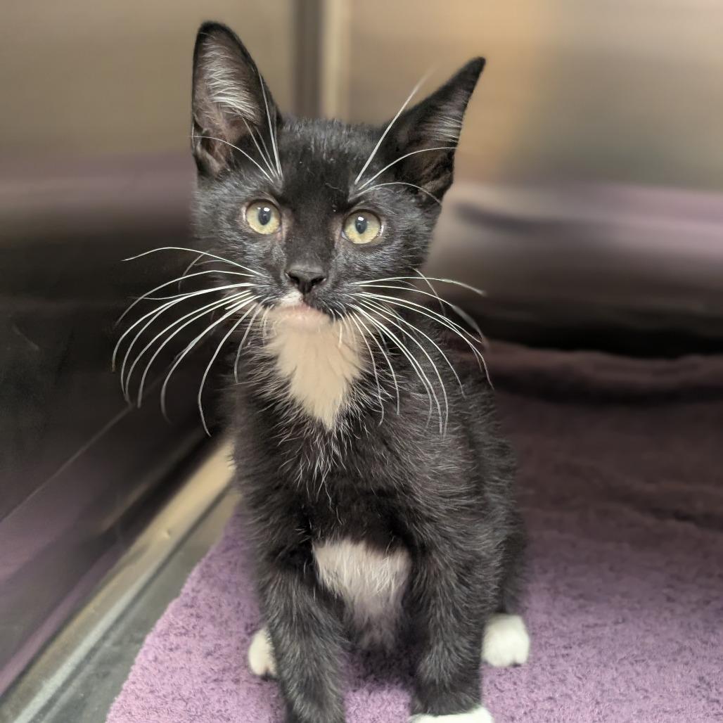 Deacon, a Adoptable Domestic Short Hair in Sonoma, CA image 2/4