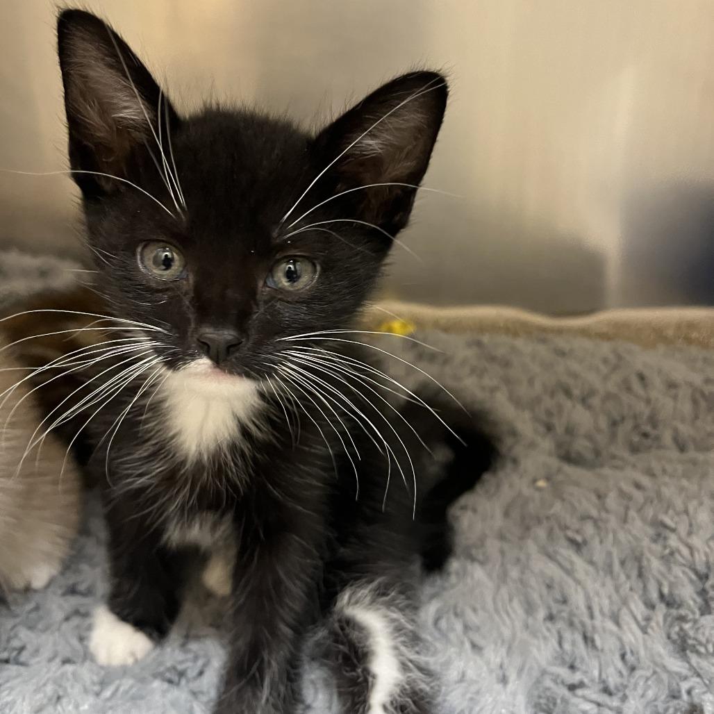 Deacon, a Adoptable Domestic Short Hair in Sonoma, CA image 3/4