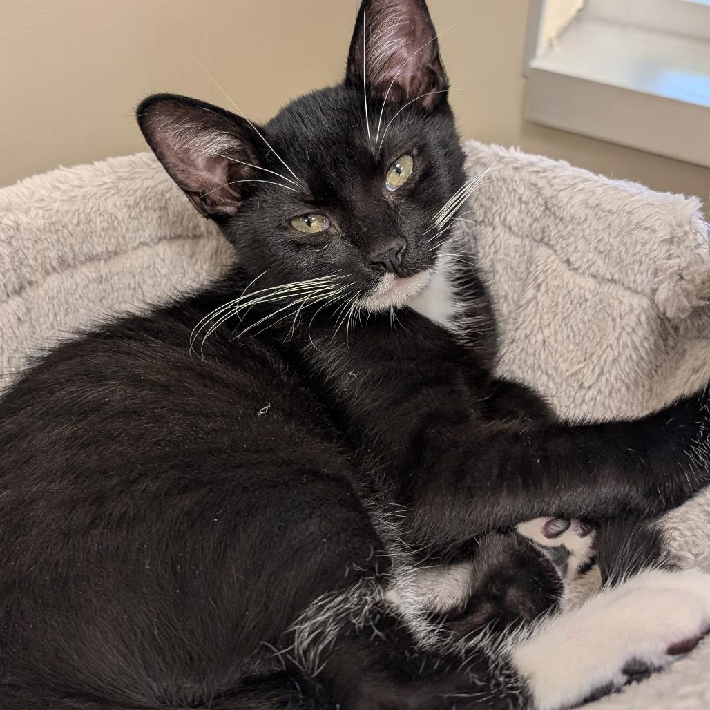 Deacon, a Adoptable Domestic Short Hair in Sonoma, CA image 4/4