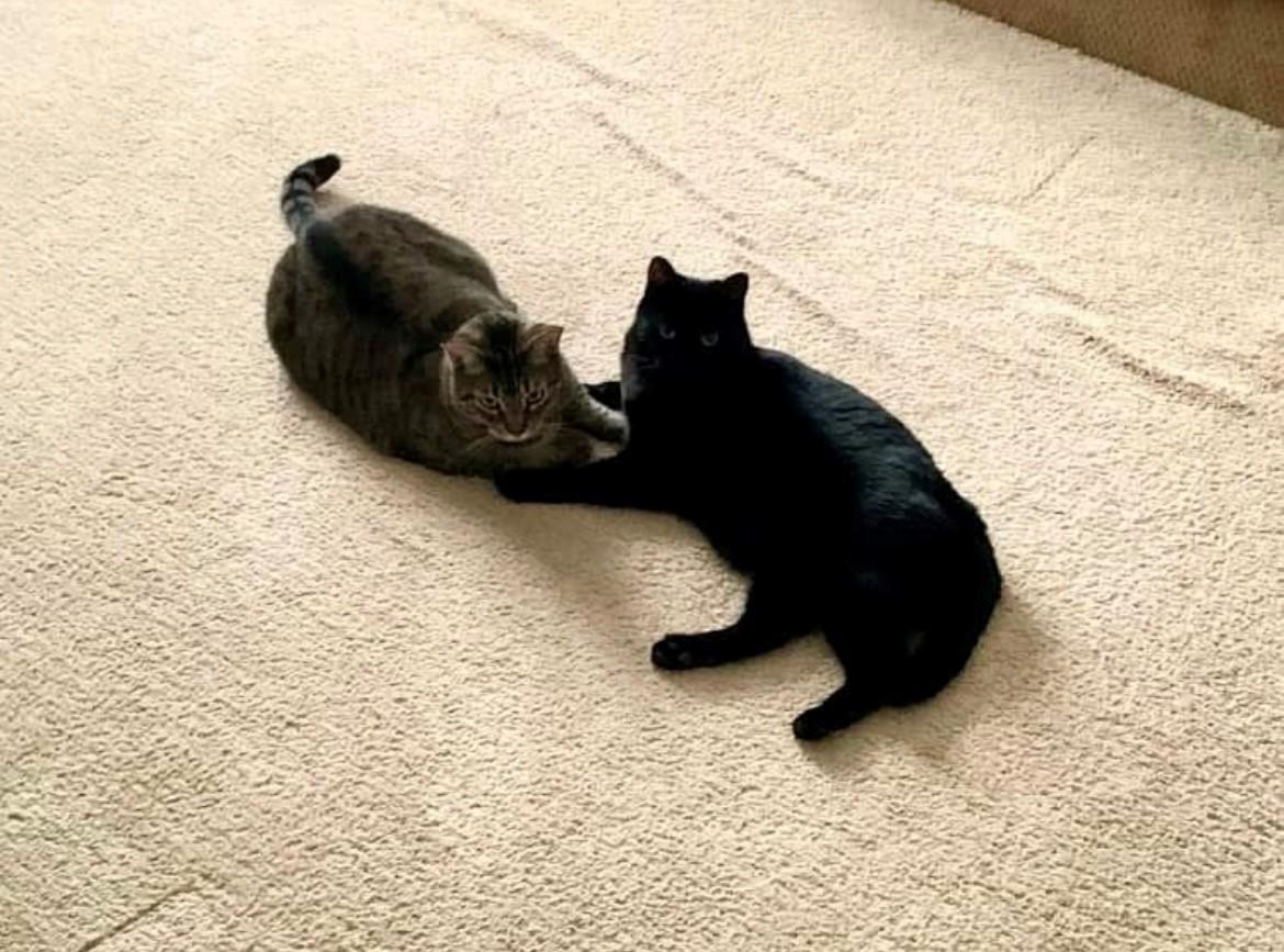 zzCourtesy listing for Oscar and Salem, a Adoptable Domestic Short Hair in New Rochelle, NY image 1/3