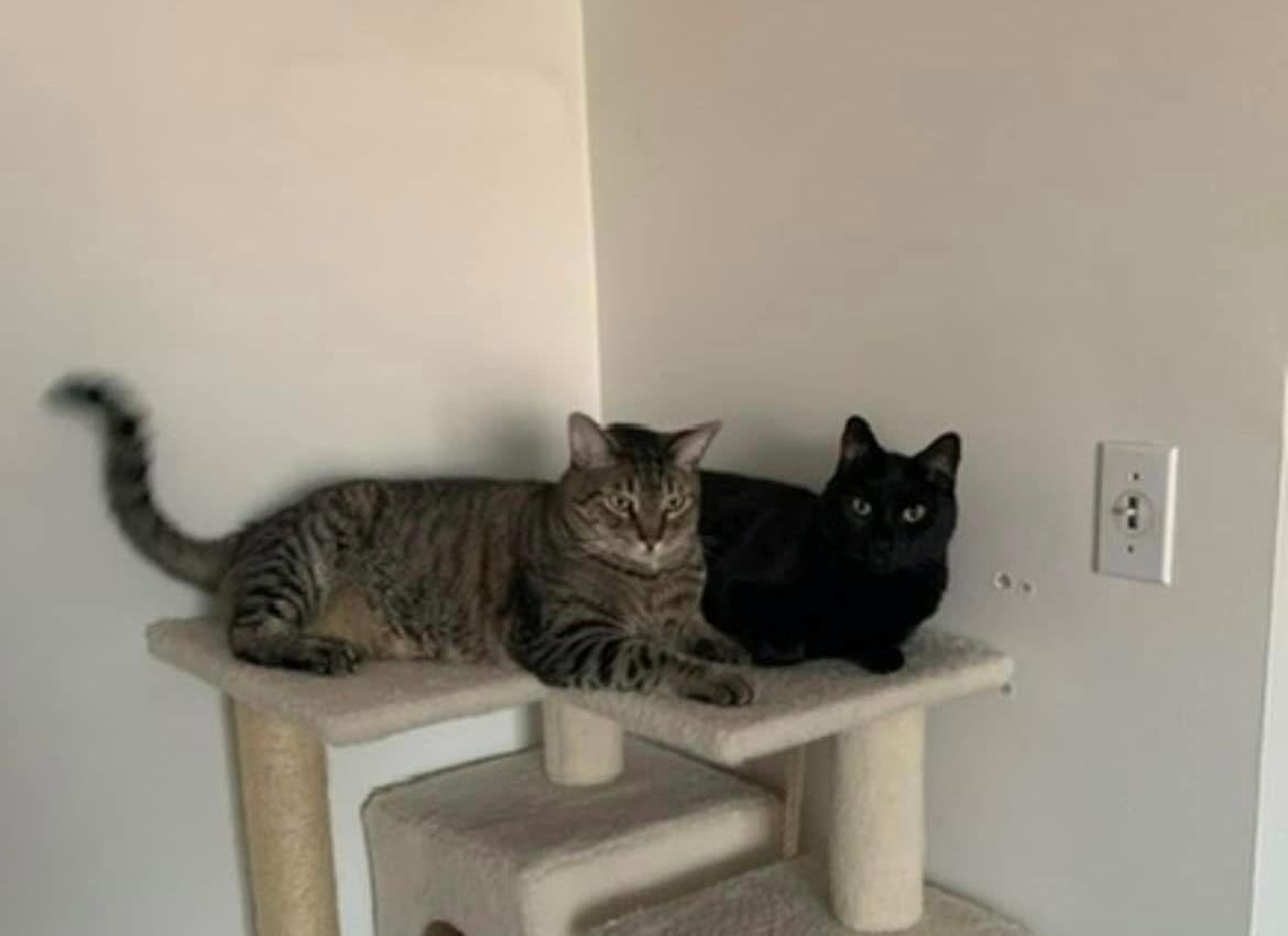 zzCourtesy listing for Oscar and Salem, a Adoptable Domestic Short Hair in New Rochelle, NY image 2/3