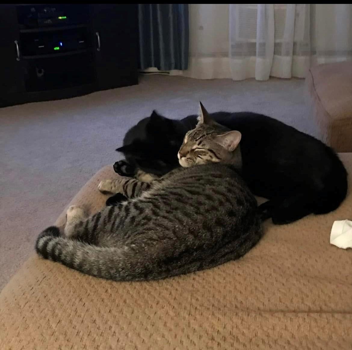 zzCourtesy listing for Oscar and Salem, a Adoptable Domestic Short Hair in New Rochelle, NY image 3/3