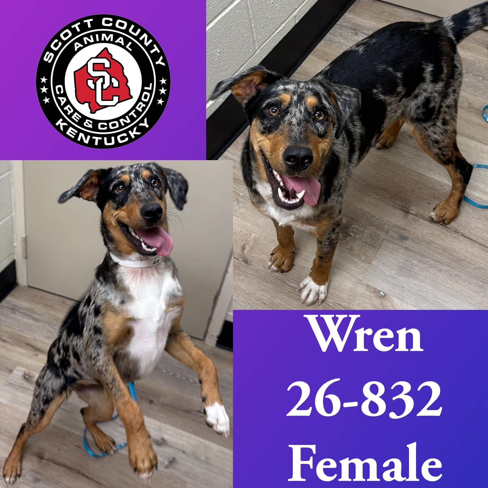 Wren, Adoptable, Adult Female Catahoula Leopard Dog.