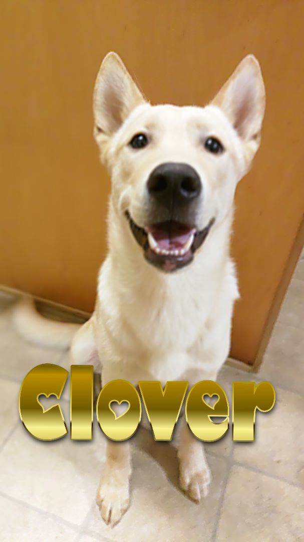 Clover, Adopted, Puppy Male Husky & German Shepherd Dog.