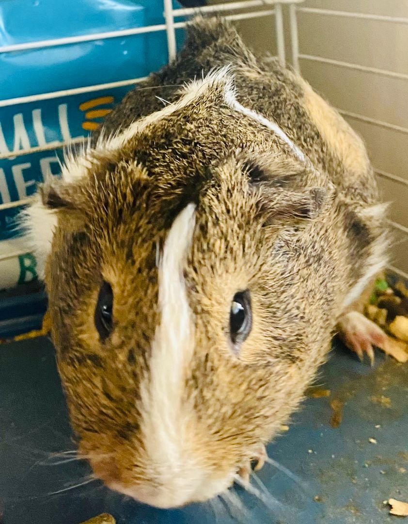 Piglet #1, Adoptable, Young Male Guinea Pig.